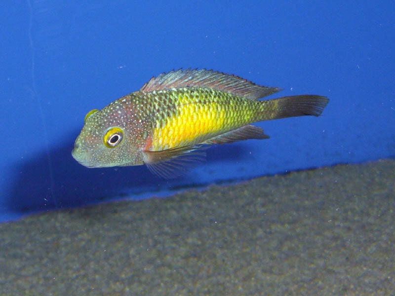 Tropheus moorii 'Katoto'